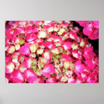 Pink Hydrangea Bouquet Poster, S Cyr