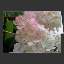 Pink  Hydrangea cards