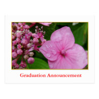 Pink hydrangea flower graduation announcement postcard