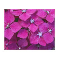 Pink Hydrangea Flowers Gallery Wrapped Canvas