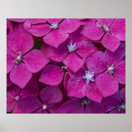 Pink Hydrangea Flowers Print