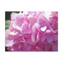 Pink Hydrangea postcards by SherryHart Pink Hydrangea postcards