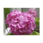Pink Hydrangea Postcard
