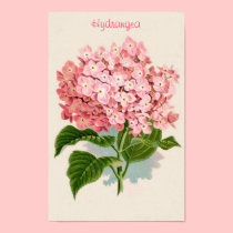 Pink Hydrangea Poster posters