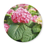 Pink Hydrangea Species flowers Magnets