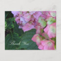 Pink Hydrangeas Post Cards