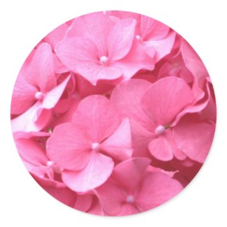 Pink Hydrangeas sticker