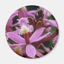 Pink Ibaguense (Epidendrum) flowers Magnets