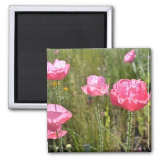 Pink Iceland Poppies magnet