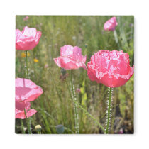 Pink Iceland Poppies Refrigerator Magnets