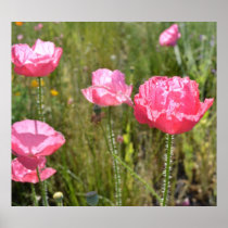 Pink Iceland Poppies Print