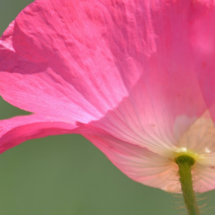 Pink Iceland Poppy Flower Cut Outs