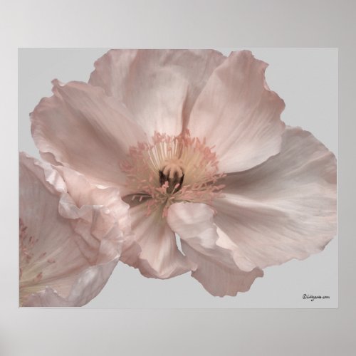 Pink Iceland Poppy Flower Poster Prints print