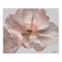 Pink Iceland Poppy Flower Poster Prints