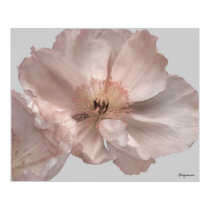 Pink Iceland Poppy Flower Poster Prints by naturalilly Pink Iceland Poppy Flower Poster Prints