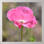 Pink Iceland Poppy Flower Posters