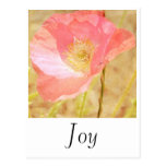 Pink Iceland Poppy Joy Postcard postcards