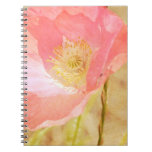 Pink Iceland Poppy Notebook notebooks