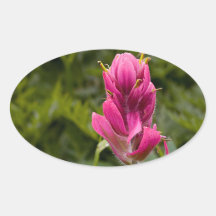 Pink Indian Paintbrush Stickers