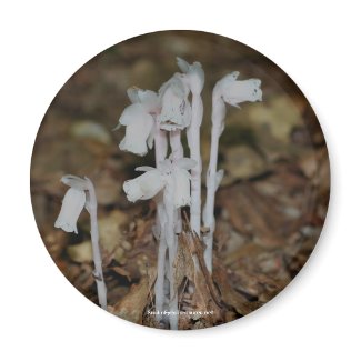 Pink Indian Pipe Mushrooms Nature Photo Magnet magnet