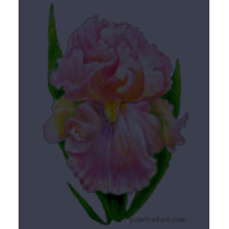 Pink Iris (dark design) t-shirts