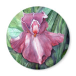 Pink Iris Pink Iris