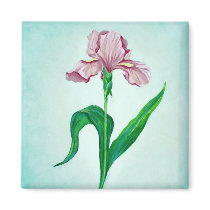 Pink Iris magnet magnets