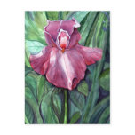 Pink Iris Postcard Pink Iris Postcard
