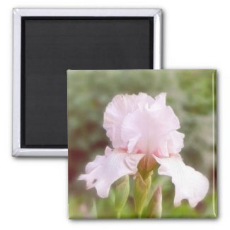 Pink Iris - Vanity magnet