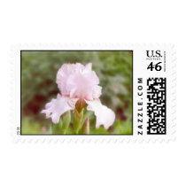 Pink Iris - "Vanity" Postage Stamp