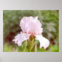 Pink Iris - Vanity Posters