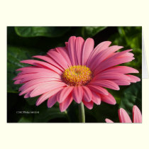 Pink is for Love cards
