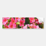 Pink Kalanchoes Bumper Stickers