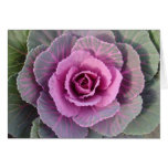 Pink Kale cards