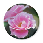 Pink lacy rose and meaning magnet