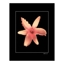 Pink Lady posters