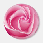 Pink Lady Rose Magnet magnets