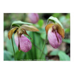 botanical, flower, lady slippers, nature, lady