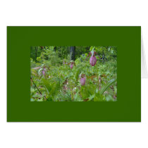 Pink Lady Slippers - Wells Maine - photo by Wendy Greeting Cards