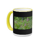 pink, flowers, orchids, maine, lady slippers,