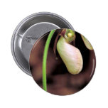 Pink lady's slipper, white form