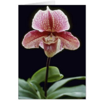 Pink Lappa Winze (Paphiopedilum) flowers Card