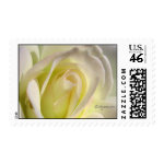 Pink Lemonade Rose Wedding Postage stamp