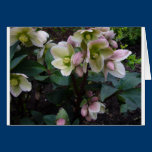 Pink Lenten Rose cards