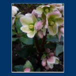 Pink Lenten Rose Postcard postcards