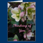 Pink Lenten Rose - Thinking of You Card cards