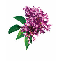 Pink Lilac Cluster Ladies t-shirts