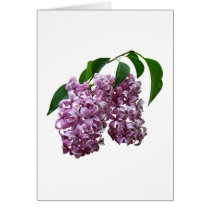 Pink Lilac Duo cards