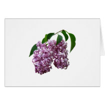 Pink Lilac Duo cards