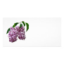 Pink Lilac Duo photo cards